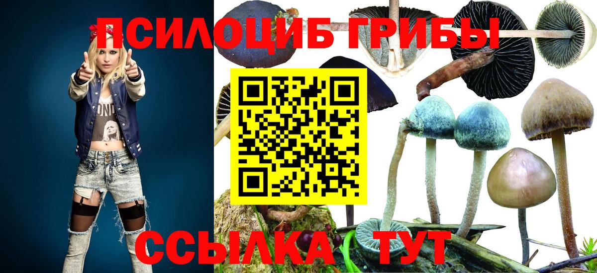 Псилоцибиновые грибы Psilocybe Грозный