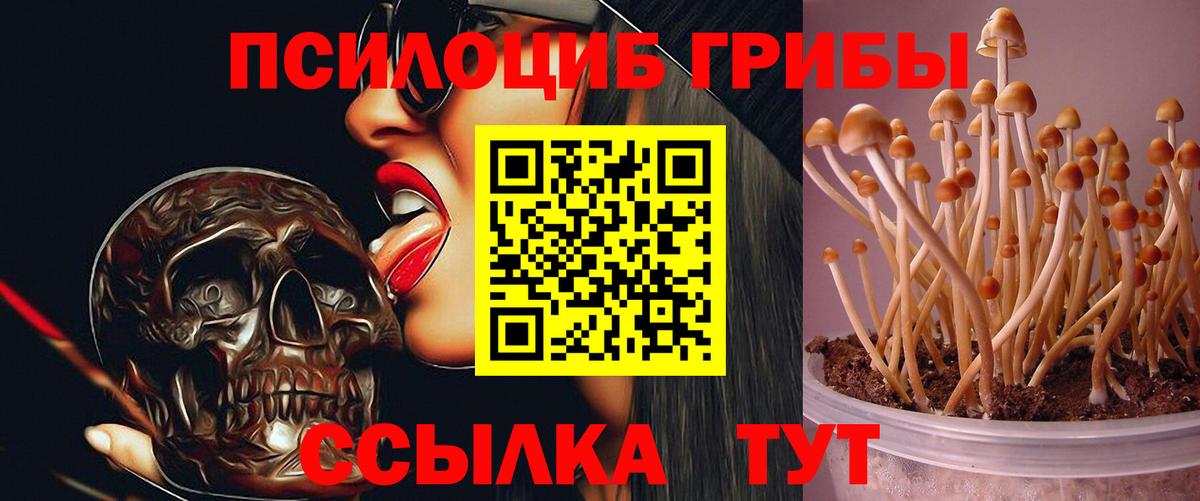 Грозный  дарнет шоп  Вход с VPN  Галлюциногенные грибы GOLDEN TEACHER 